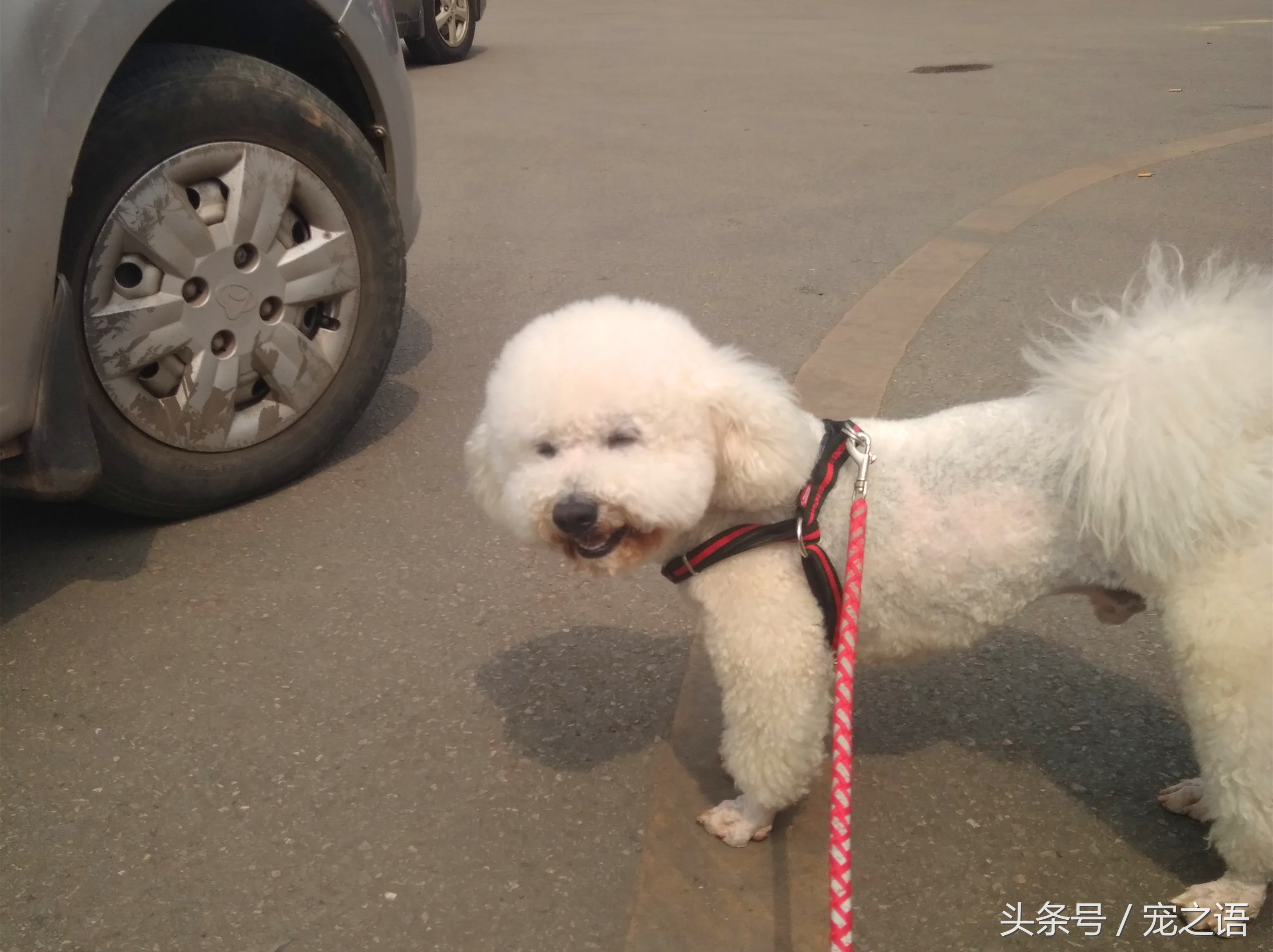 带着狗狗去旅游要准备什么,带狗狗旅行需要注意什么