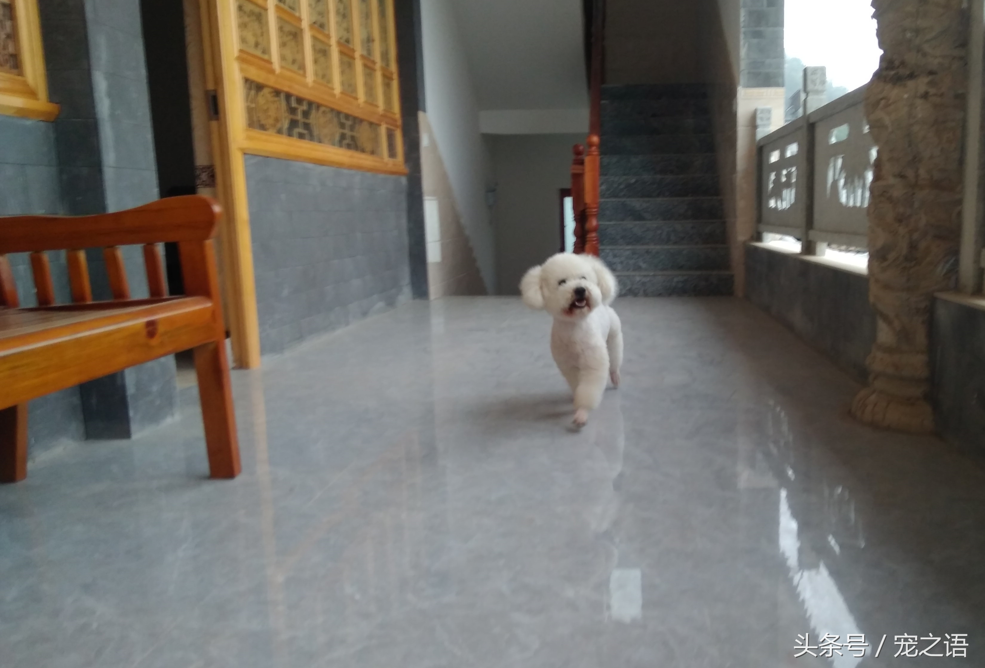 带着狗狗去旅游要准备什么,带狗狗旅行需要注意什么