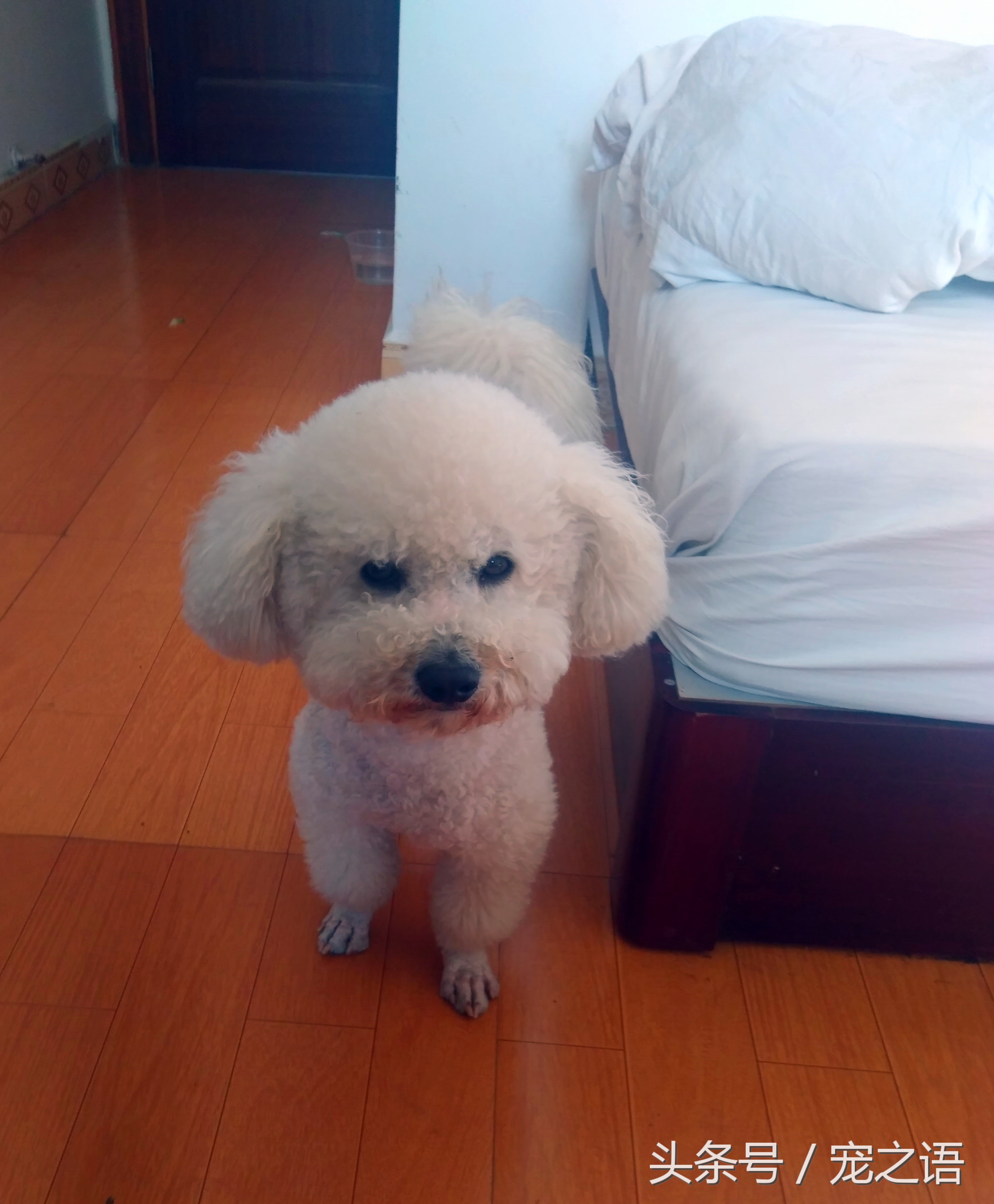 带着狗狗去旅游要准备什么,带狗狗旅行需要注意什么