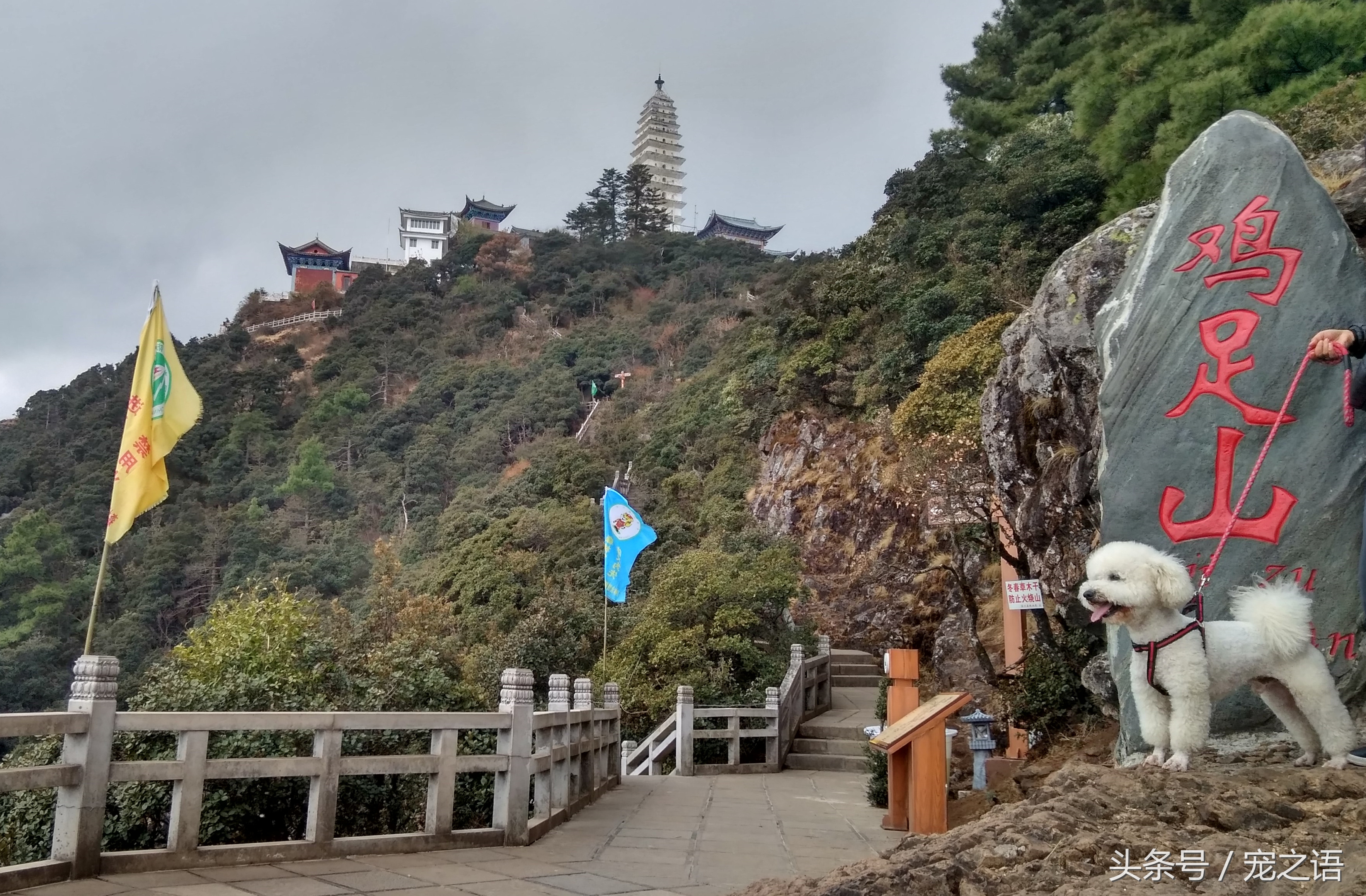 带着狗狗去旅游要准备什么,带狗狗旅行需要注意什么