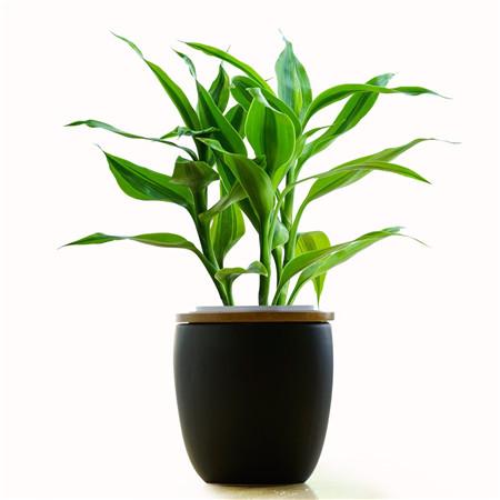 水养富贵竹叶发黄怎么处理,富贵竹叶子发黄小方法