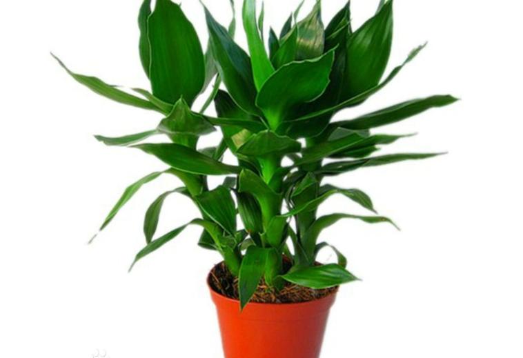 水养富贵竹叶发黄怎么处理,富贵竹叶子发黄小方法