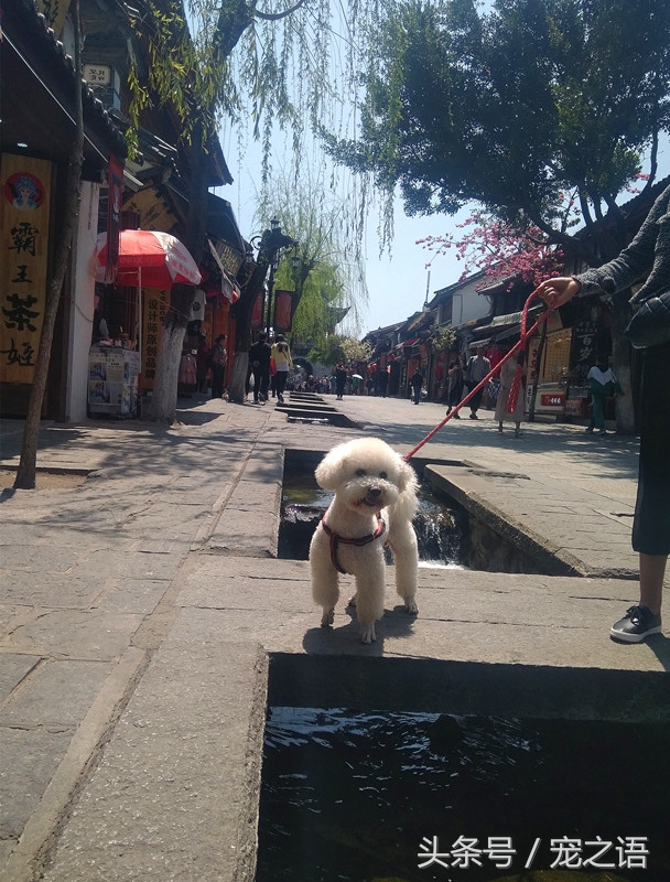 带着狗狗去旅游要准备什么,带狗狗旅行需要注意什么