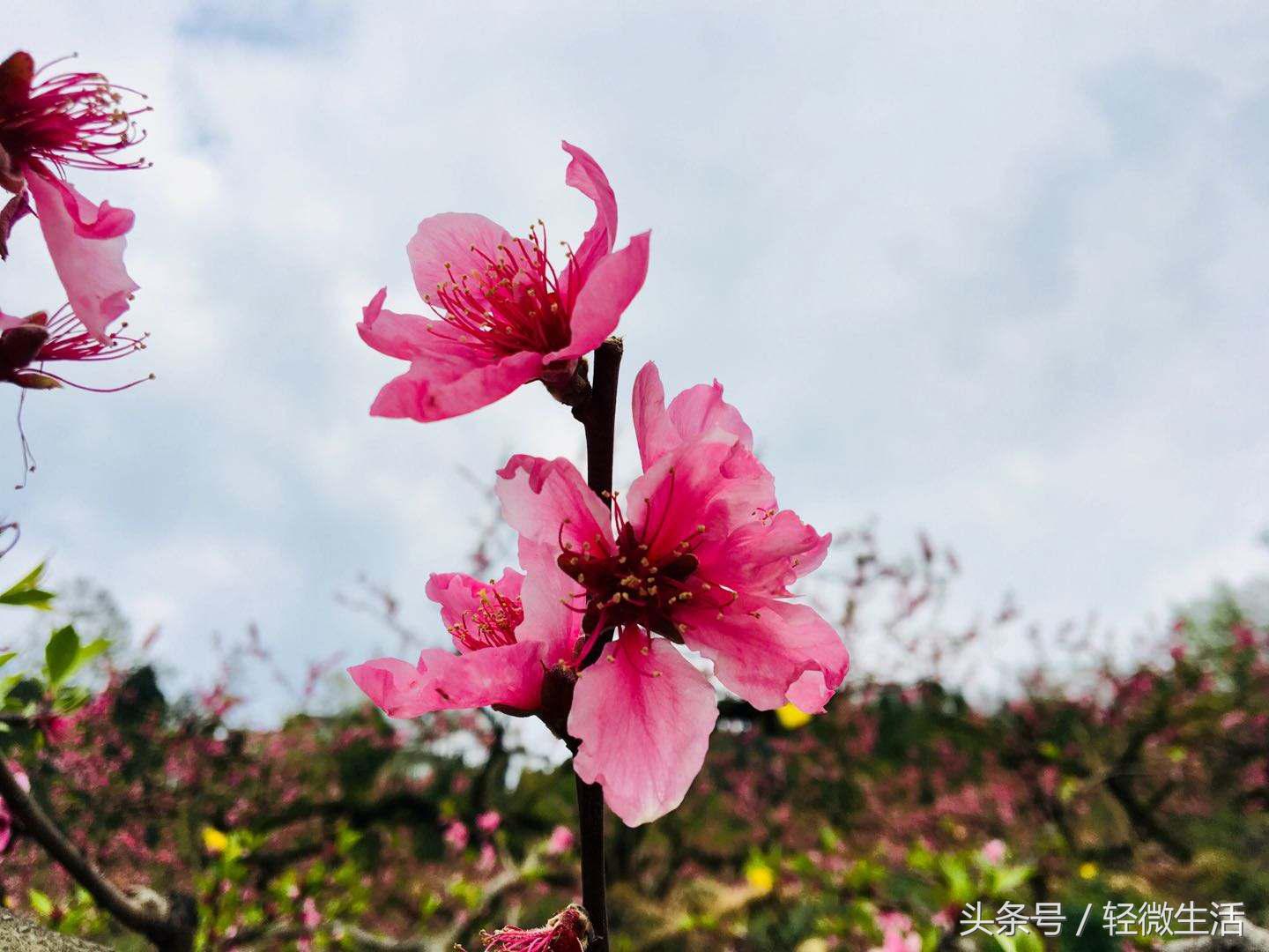 骑记:桃花十里,只取其一
