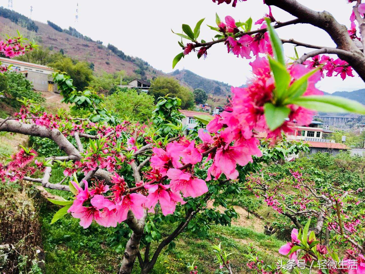 骑记:桃花十里,只取其一