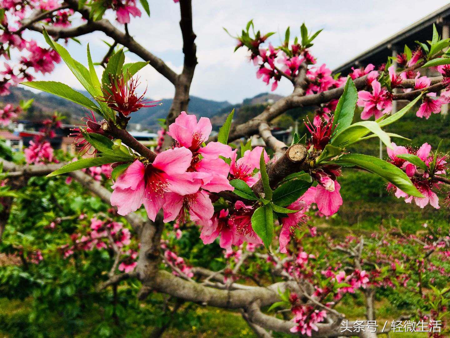 骑记:桃花十里,只取其一