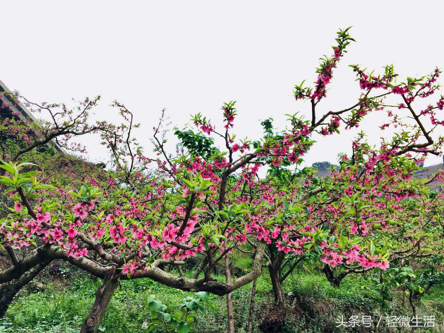 骑记:桃花十里,只取其一