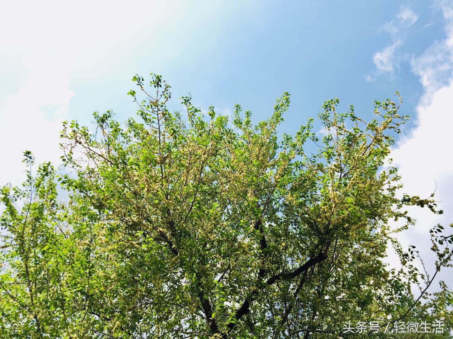 骑记:桃花十里,只取其一