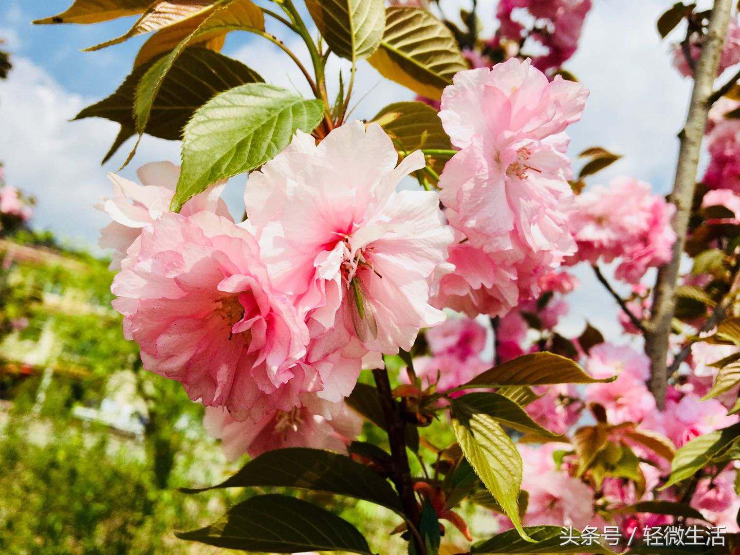 骑记:桃花十里,只取其一