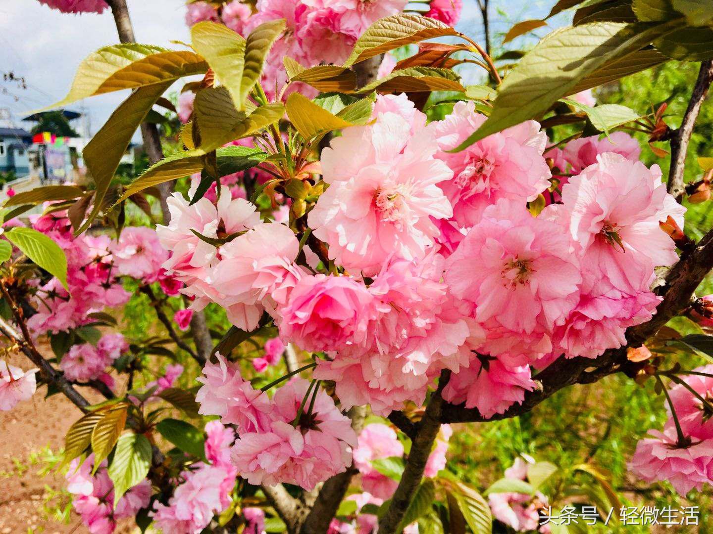 骑记:桃花十里,只取其一