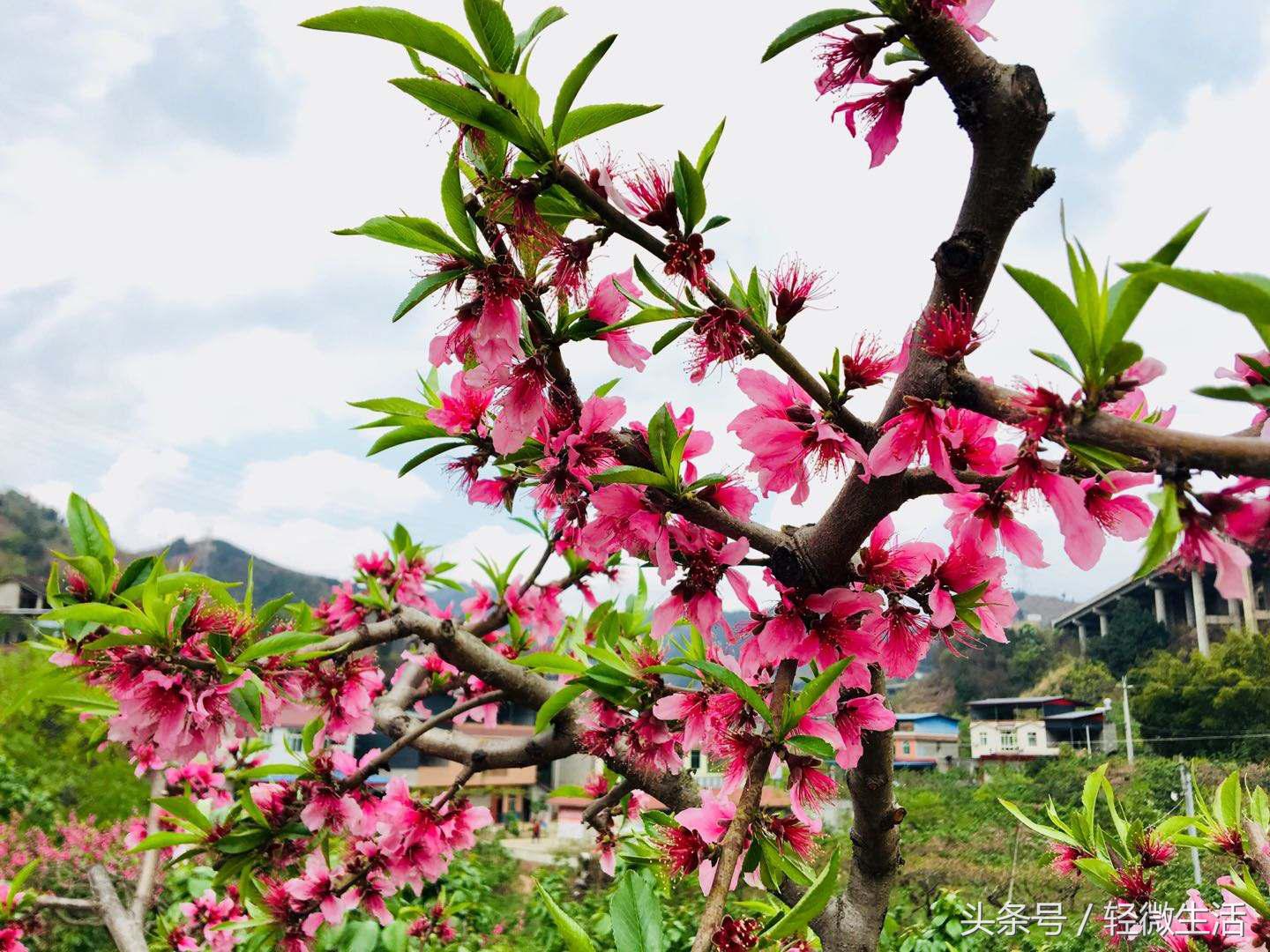 骑记:桃花十里,只取其一