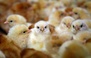 鸡拉白屎是什么原因用什么药,鸡拉白屎最快的治疗方法