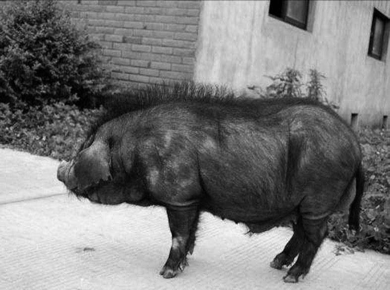 地方猪种展示；体型好，体格健、背线平直，苏姜猪的饲养管理！