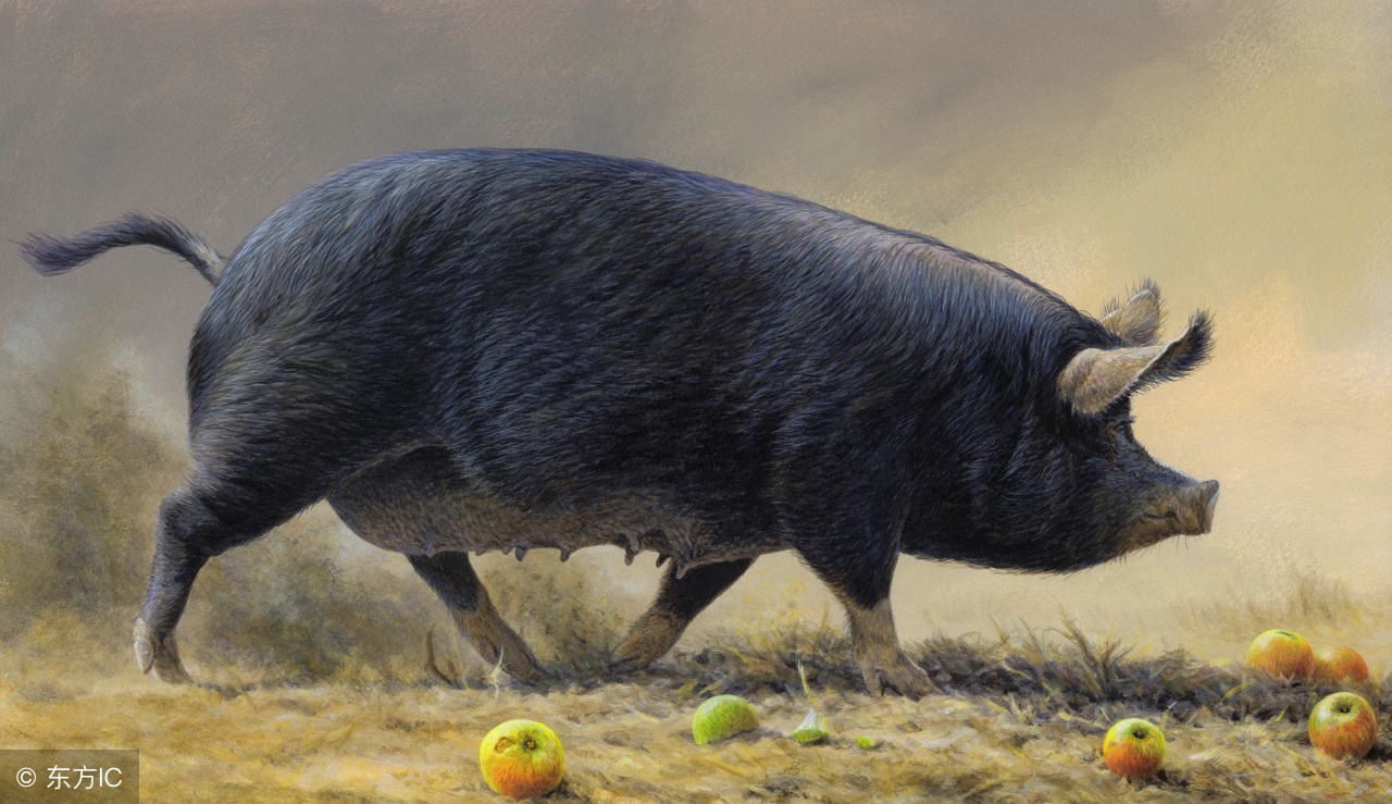 地方猪种展示；体型好，体格健、背线平直，苏姜猪的饲养管理！