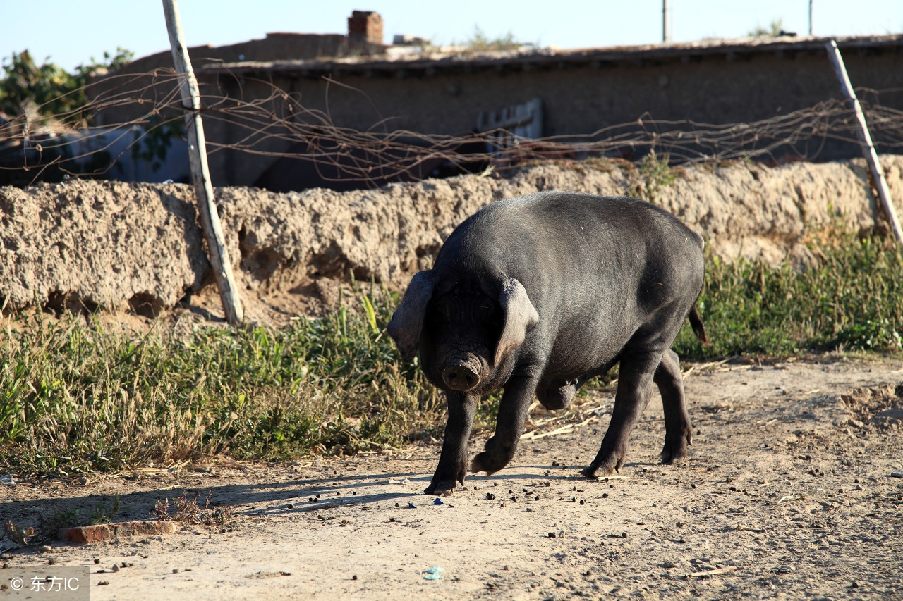 地方猪种展示；体型好，体格健、背线平直，苏姜猪的饲养管理！