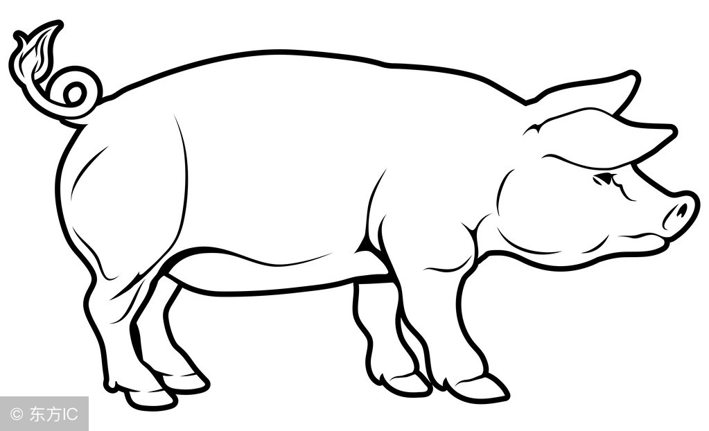 地方猪种展示；体型好，体格健、背线平直，苏姜猪的饲养管理！