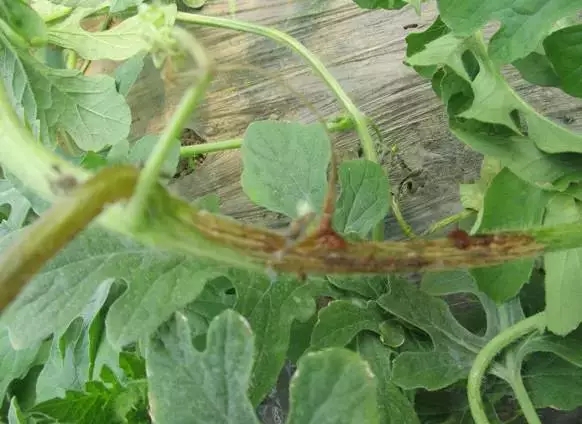 西瓜蔓枯病裂蔓,西瓜得了蔓枯病怎么治