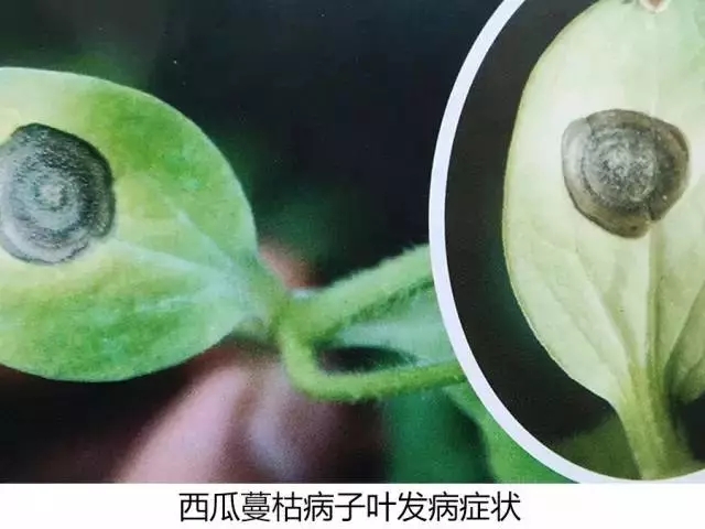 西瓜蔓枯病裂蔓,西瓜得了蔓枯病怎么治