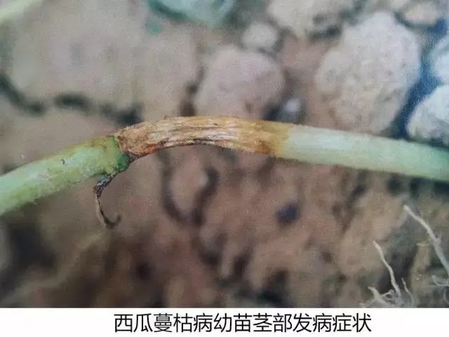 西瓜蔓枯病裂蔓,西瓜得了蔓枯病怎么治