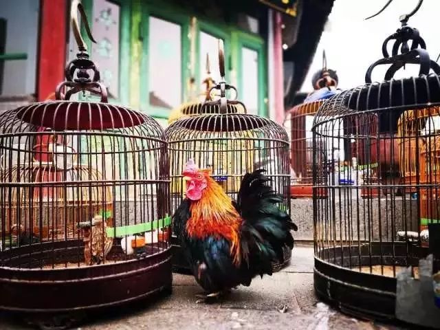 dnf裁判团图片,dnf滑板裁判团