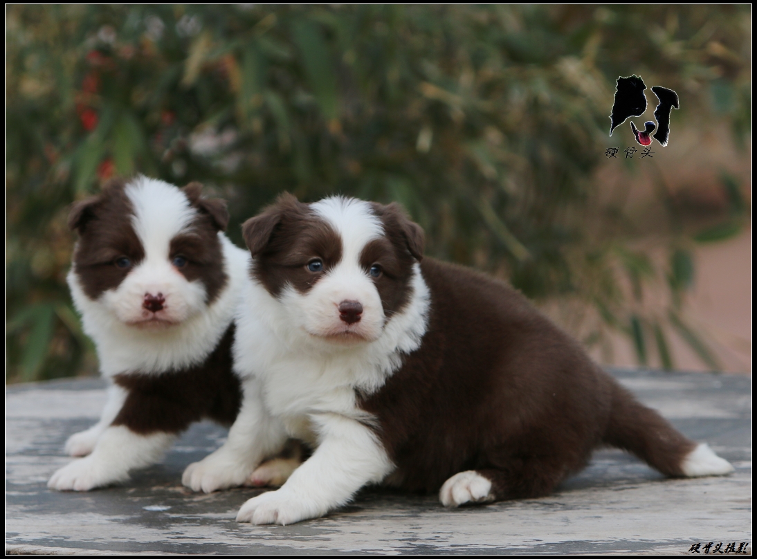 边境牧羊犬小狗满月和2个月的差别