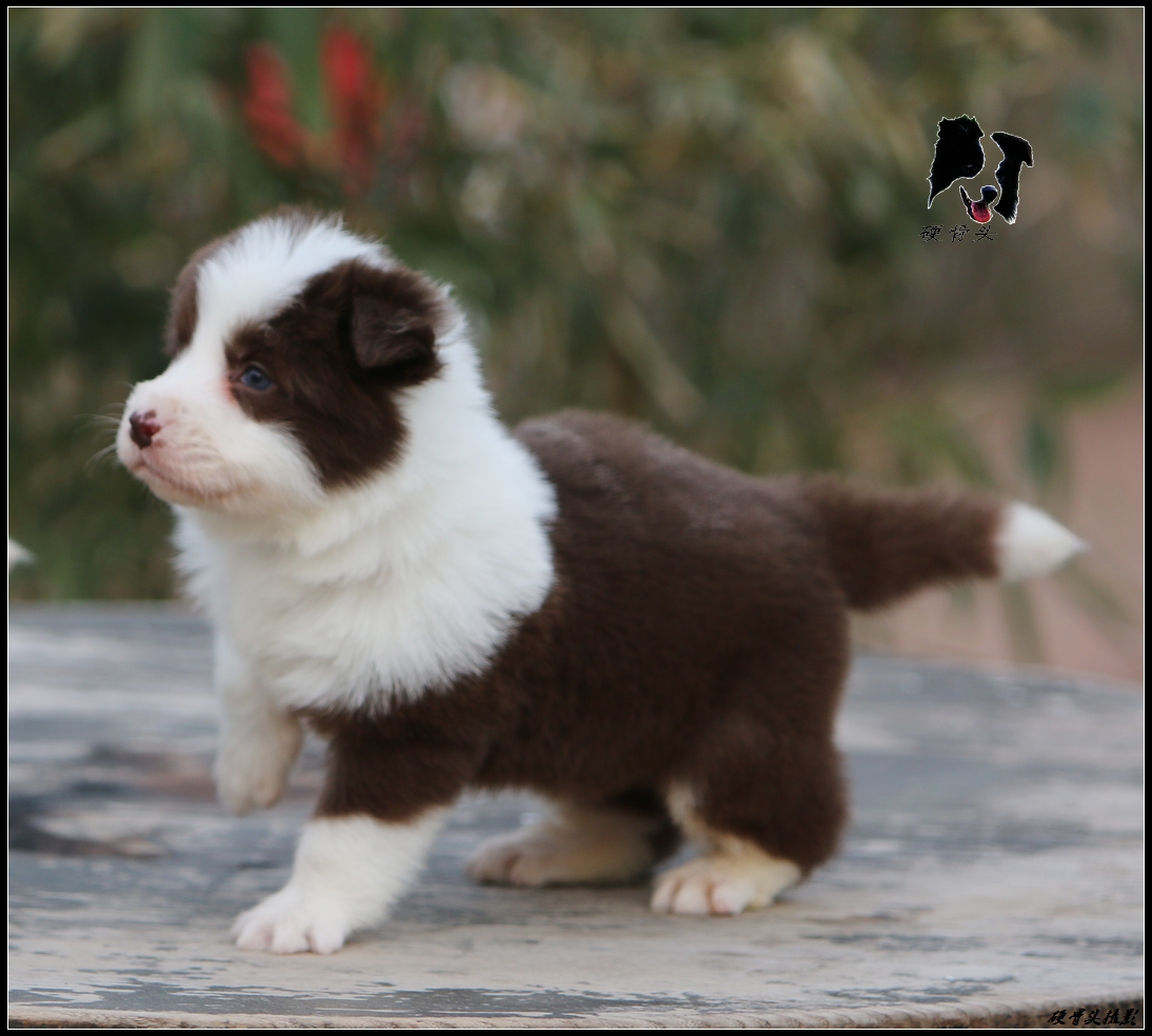 边境牧羊犬小狗满月和2个月的差别