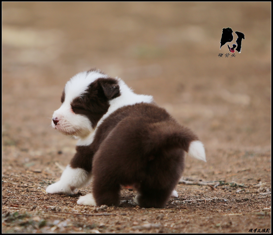 边境牧羊犬小狗满月和2个月的差别