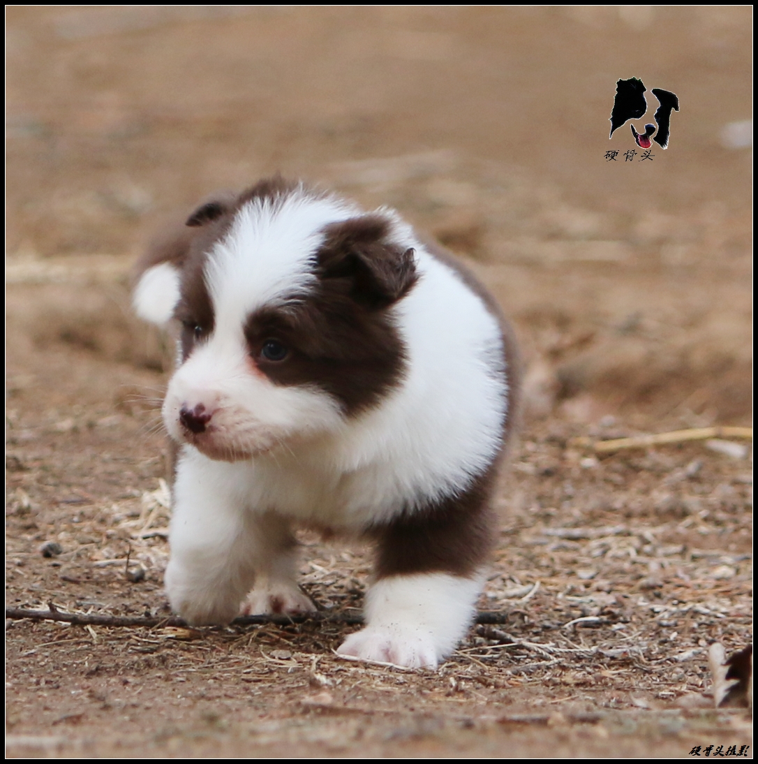 边境牧羊犬小狗满月和2个月的差别