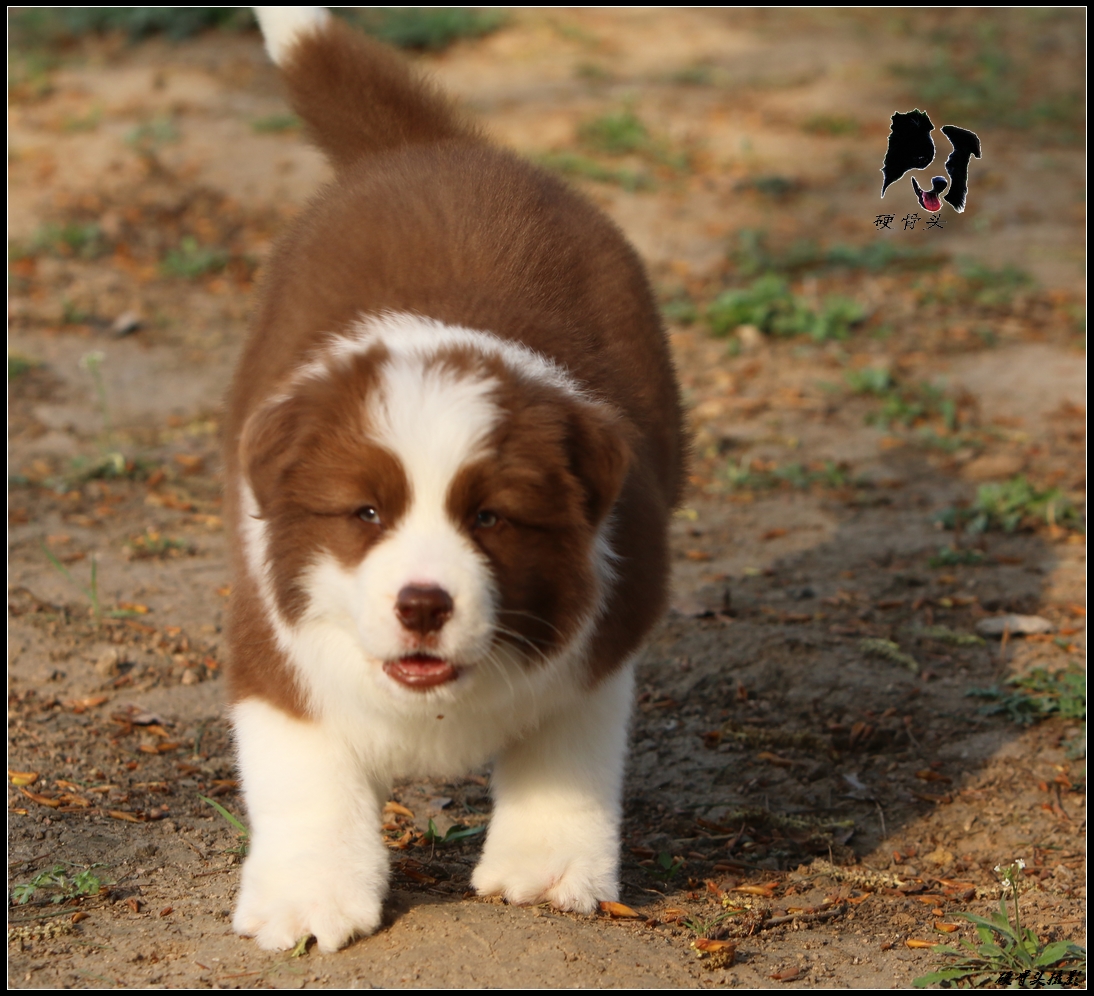 边境牧羊犬小狗满月和2个月的差别