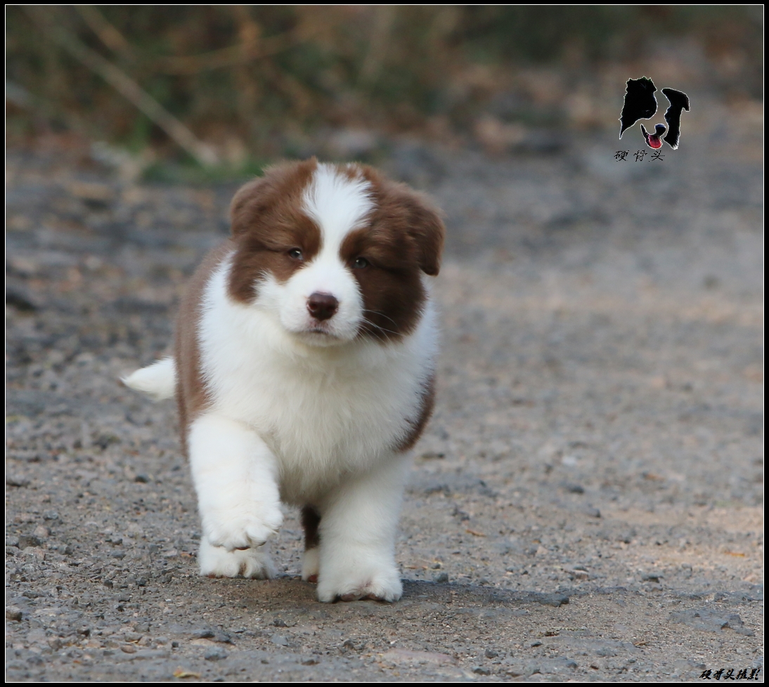 边境牧羊犬小狗满月和2个月的差别
