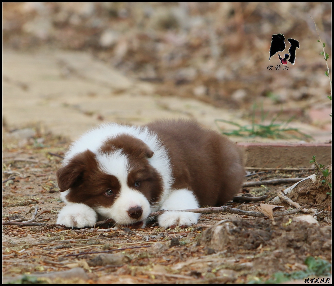边境牧羊犬小狗满月和2个月的差别