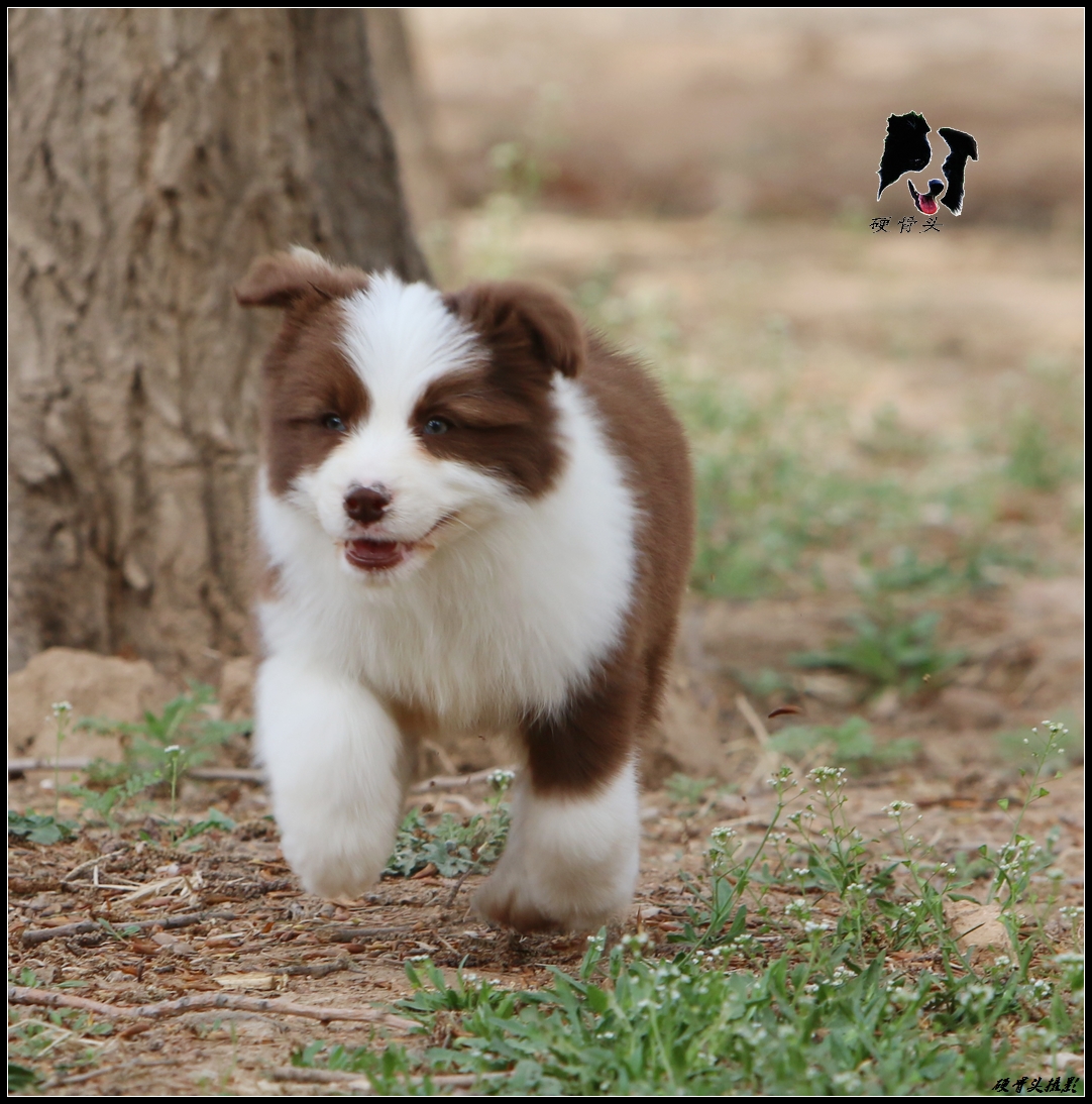 边境牧羊犬小狗满月和2个月的差别