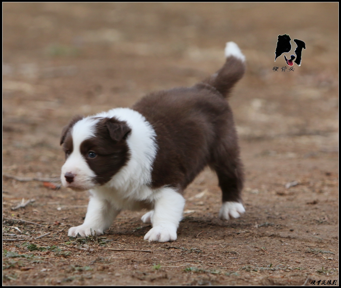 边境牧羊犬小狗满月和2个月的差别