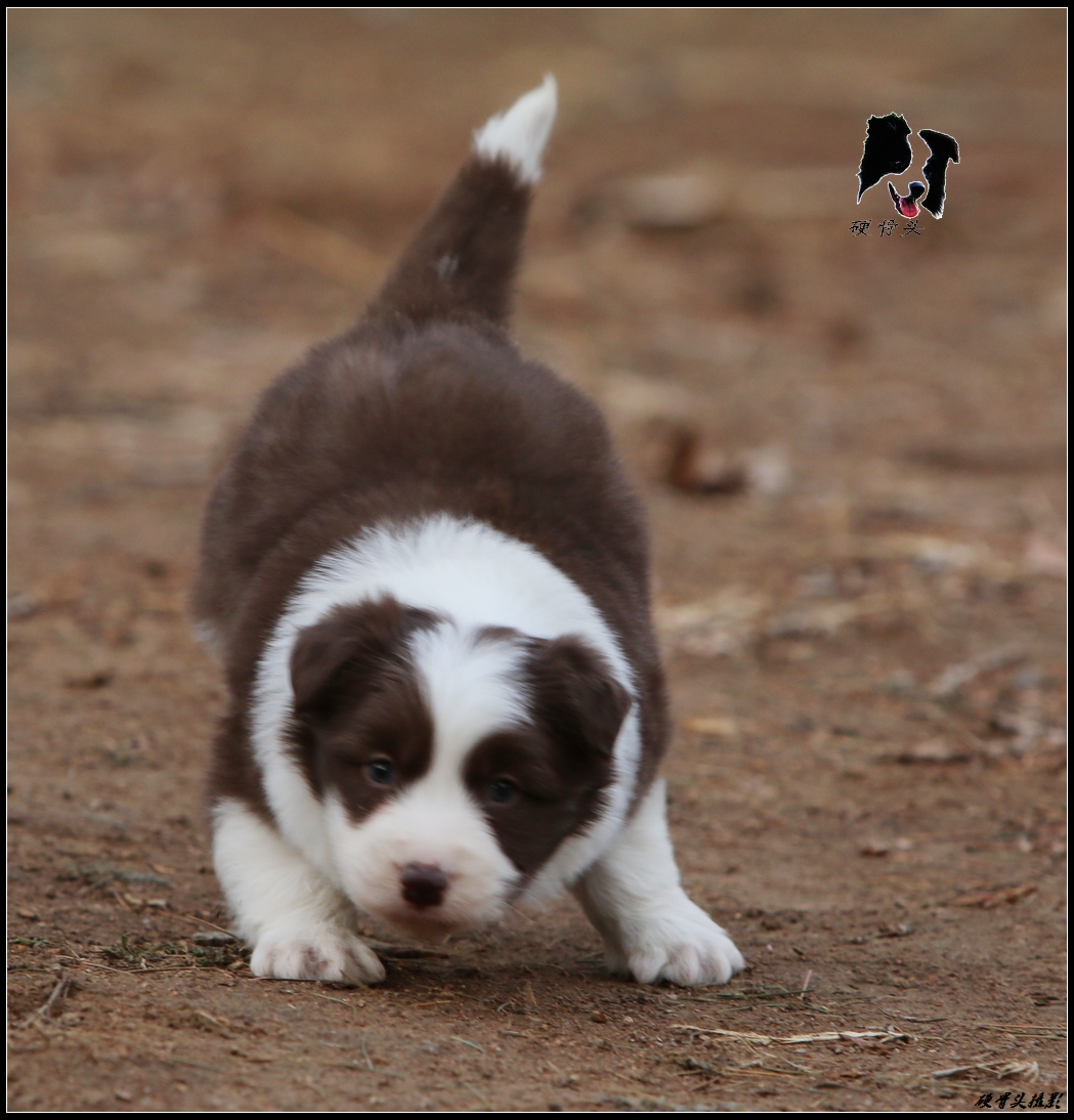 边境牧羊犬小狗满月和2个月的差别