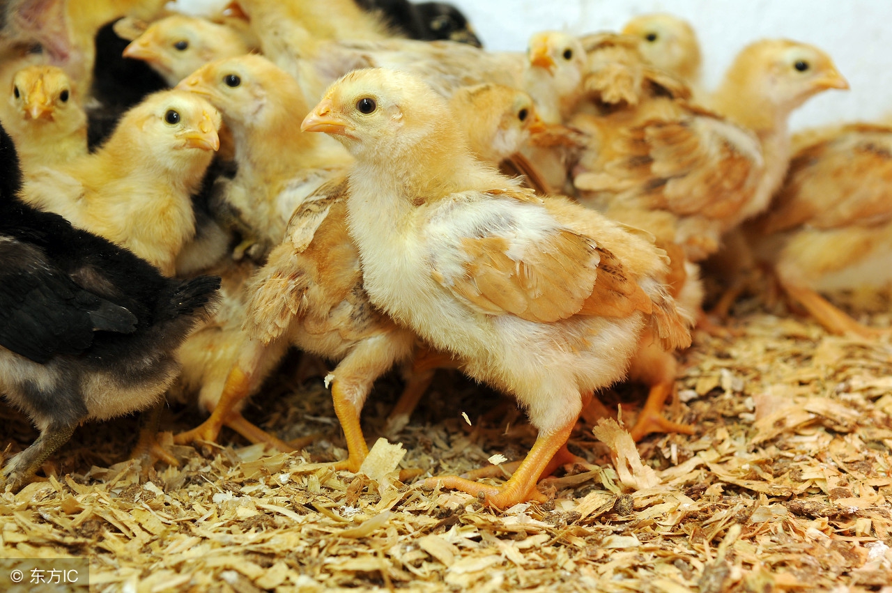 科学饲养雏鸡的两大重点是什么,雏鸡饲养与管理论述