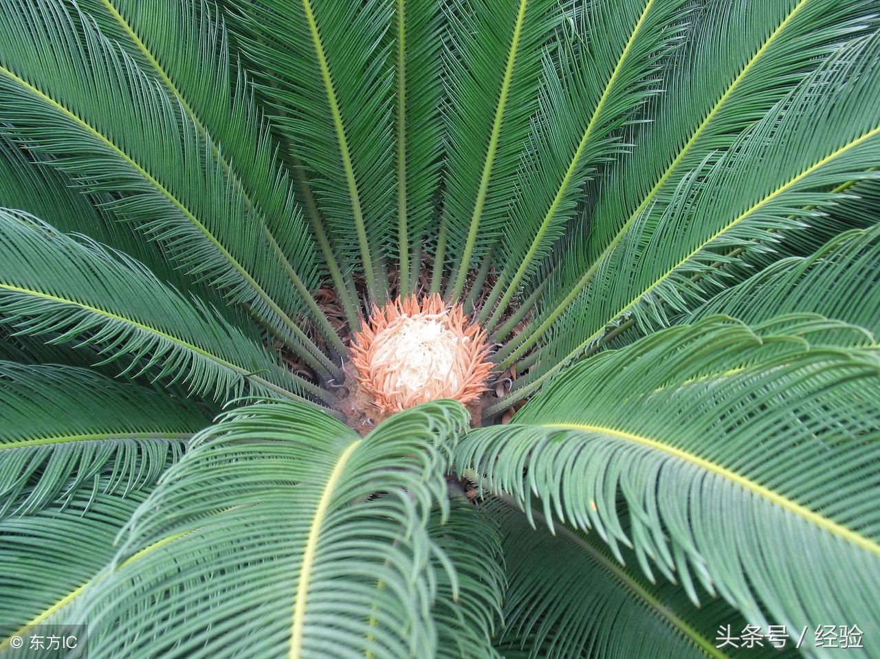 多肉铁树的养殖方法和注意事项,也门铁树的养殖方法和注意事项