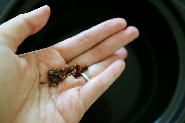 做四川泡菜不加醋会酸吗,无添加剂四川泡菜最正宗的做法