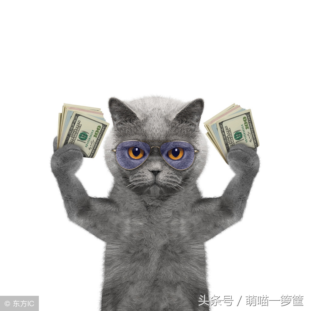 谁说养猫无用？这些网红猫用自己的收入啪啪打你的脸