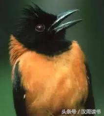 毒药中的泥石流什么鸩毒鹤顶红断肠草在它面前都弱爆了