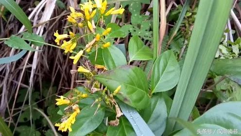 毒药中的泥石流什么鸩毒鹤顶红断肠草在它面前都弱爆了