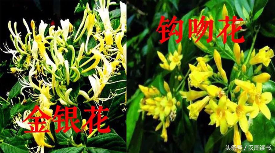 毒药中的泥石流什么鸩毒鹤顶红断肠草在它面前都弱爆了