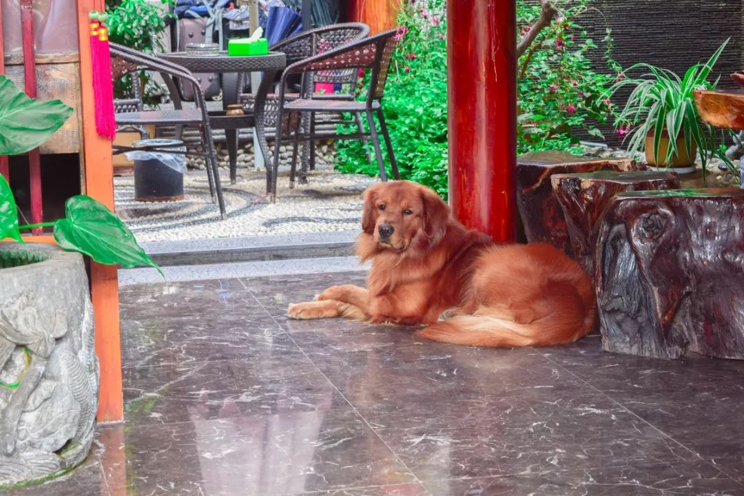 有一种感觉叫丽江,真正读懂丽江