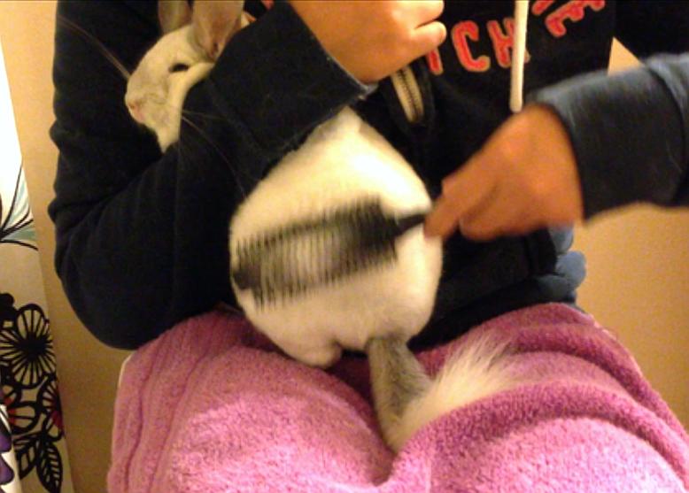 【67】龙猫需梳毛梳出高富帅