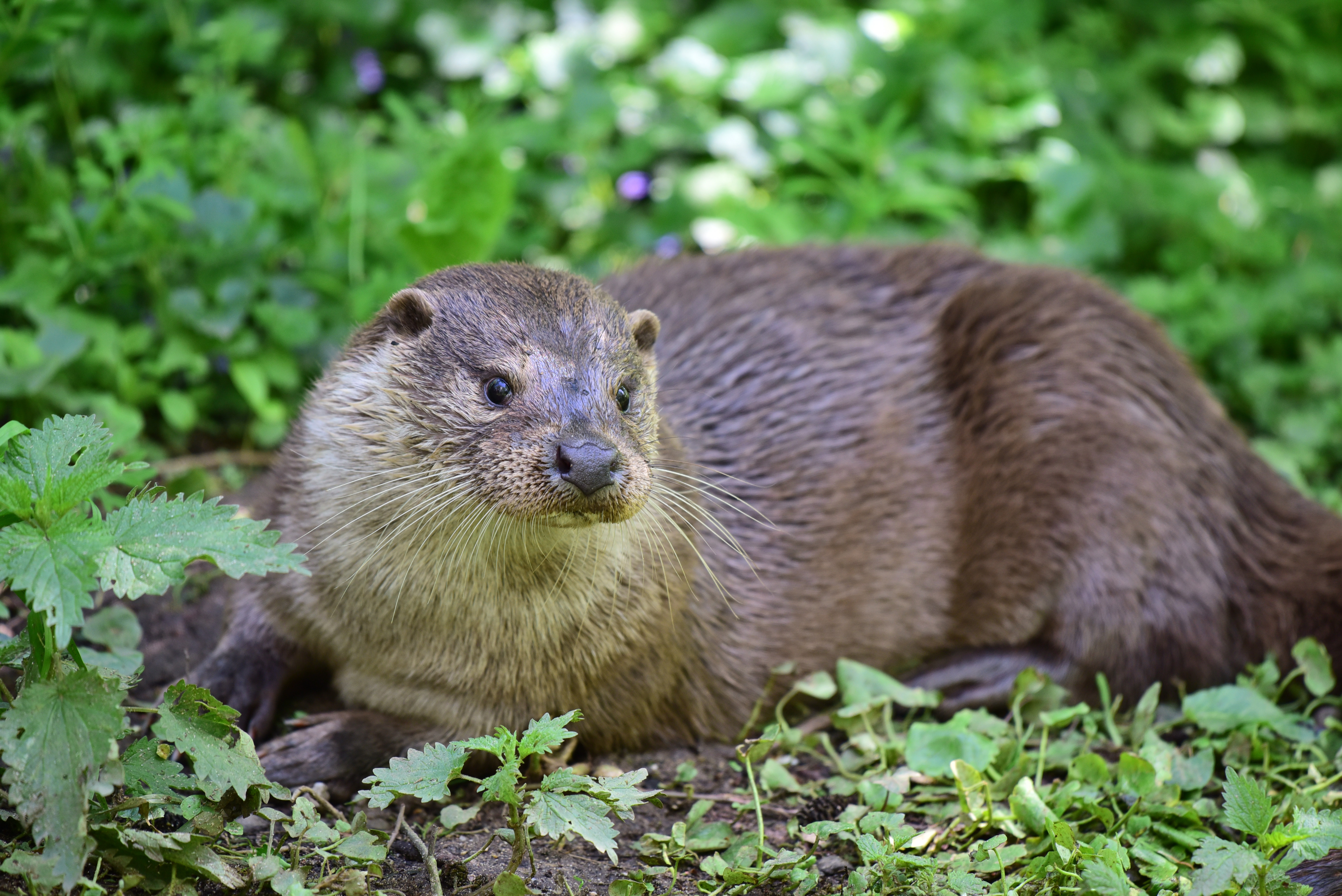 尼康500mmf5.6镜头,尼康200-500f5.6拍鸟