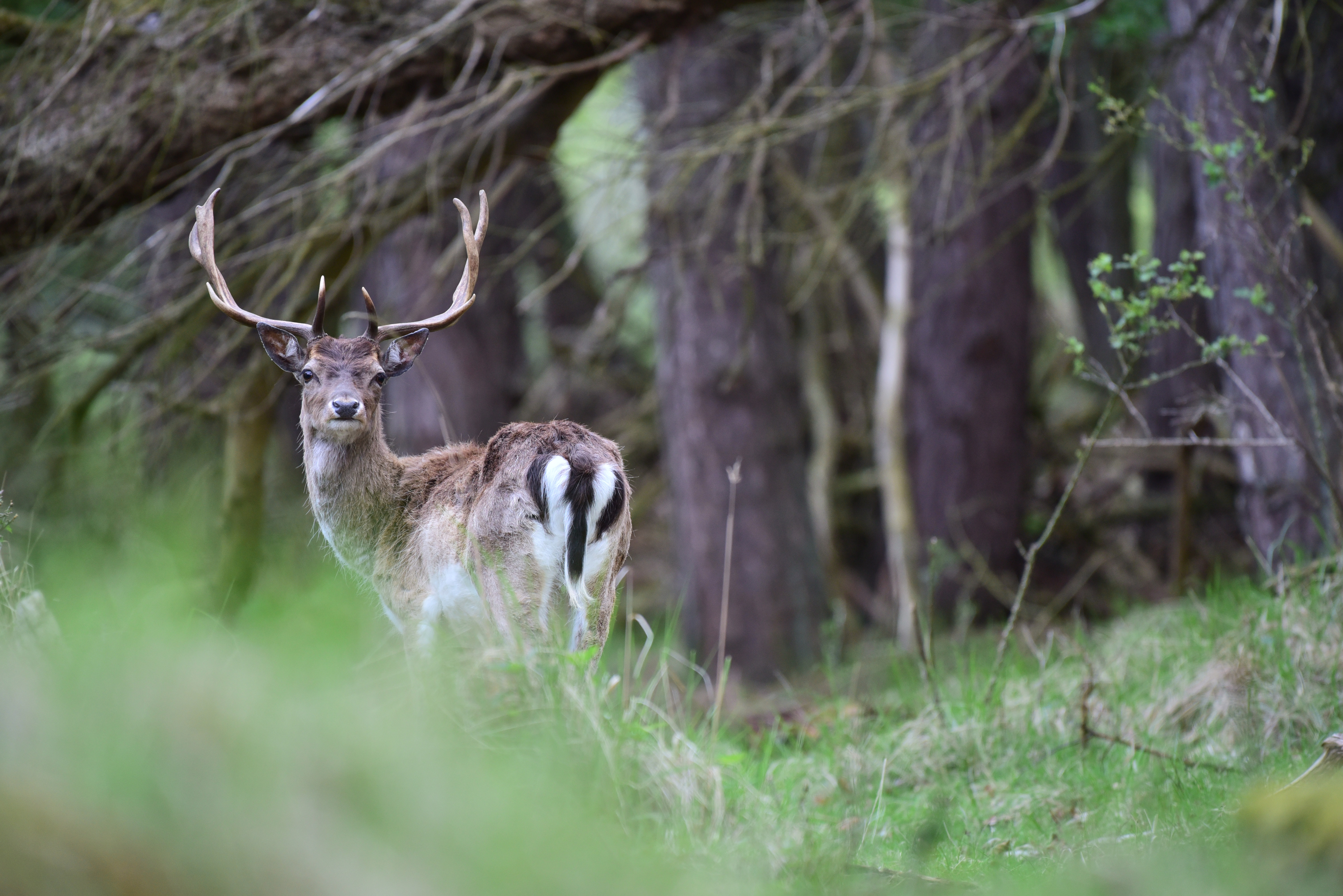 尼康500mmf5.6镜头,尼康200-500f5.6拍鸟