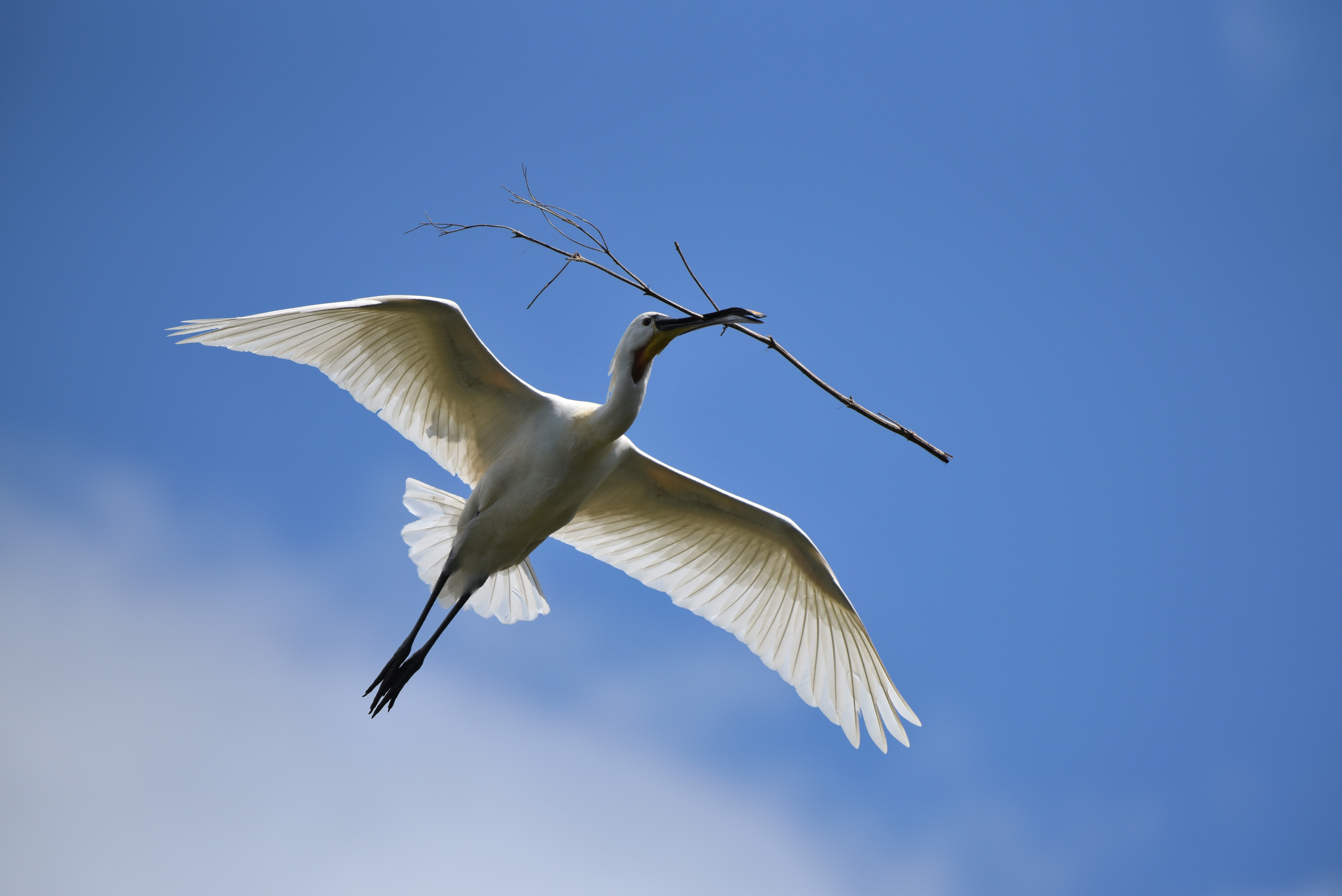 尼康500mmf5.6镜头,尼康200-500f5.6拍鸟