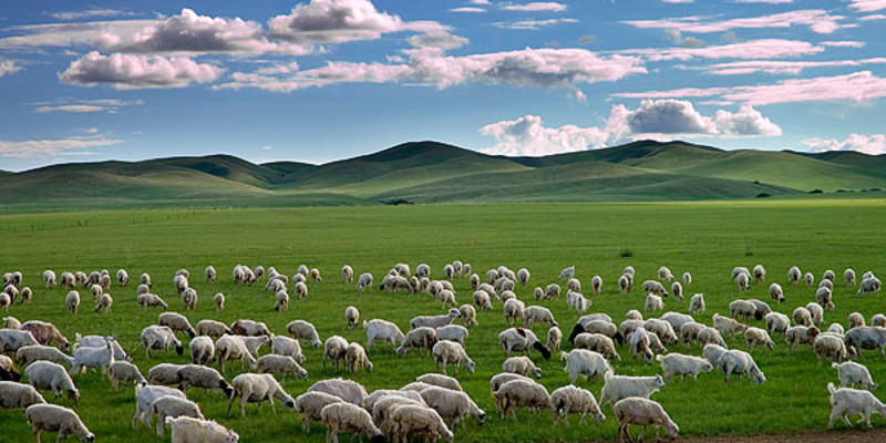 滕州名羊天下羊汤馆,欢乐中国行滕州羊肉汤