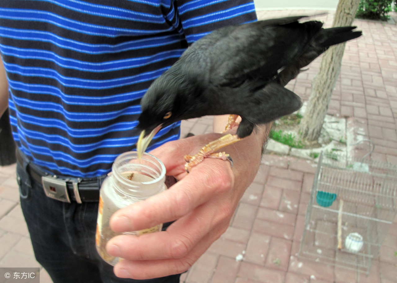 怎么训练八哥听懂人话,会说话的八哥教小八哥可以吗