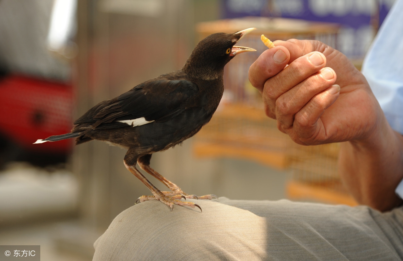 怎么训练八哥听懂人话,会说话的八哥教小八哥可以吗