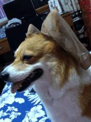 战斗民族爆笑合集,搞笑趣图第一波